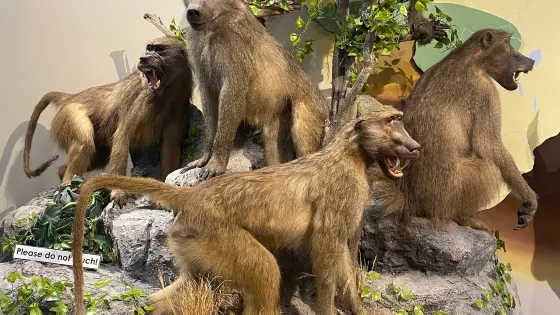 畢恩生命科學博物館