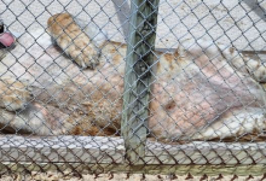 Octagon Wildlife Sanctuary And Rehabilitation Center景点图片