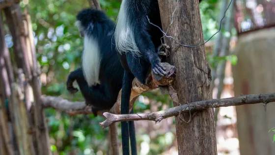 Colobus Conservation