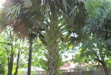 Conservatoire Botanique des Iles de Guadeloupe景点图片