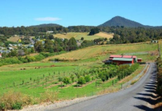 Blue Penguin Farm景点图片