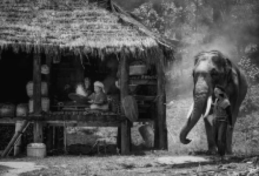 Karen’s Tribe Native Elephants景点图片