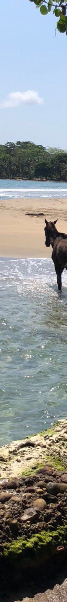 Playa Cocles-Talamanca