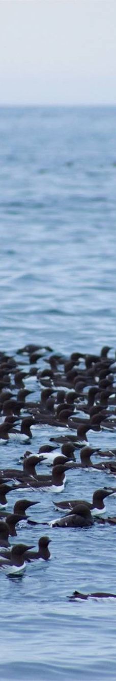 Seward Ocean Excursions-西沃德