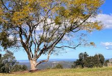 Balmoral Ridge Lookout Park景点图片