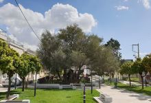 Pisistratous olive tree景点图片