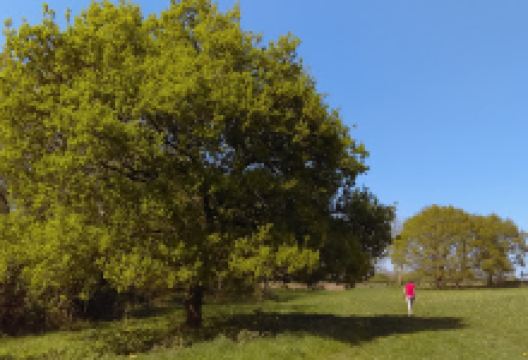 Bannerdown Common景点图片