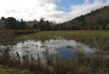 Vivero Bosques del Sur (UACh)购物图片
