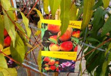 Lausitzer Gartenwelt GmbH购物图片