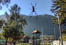 PARQUE LOS PINOS景点图片