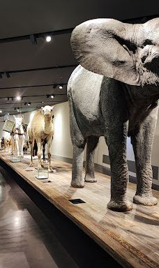 联邦德国军事史博物馆-德累斯顿