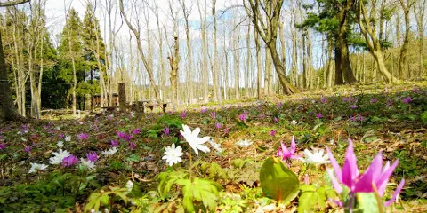 巖沢山野草園