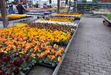 Genthiner Gartencenter购物图片