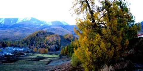 白哈巴旅遊巴扎