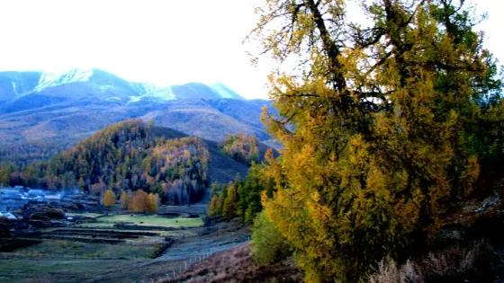 白哈巴旅遊巴扎