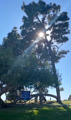 Pines Park-达纳点