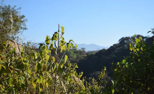 Nepli Reserve Forest