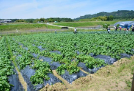Tondabayashi Savor Farm景点图片