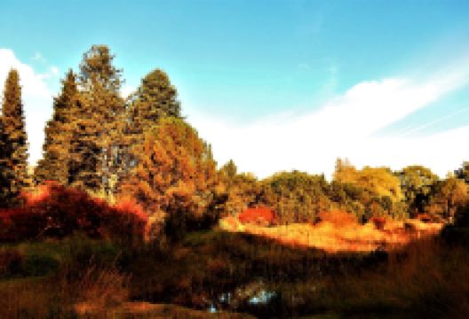 Hortus Botanicus Haren景点图片