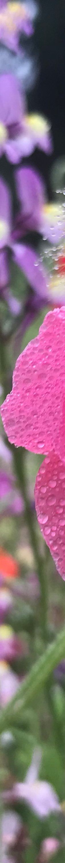 National Trust - Fell Foot-Staveley-in-Cartmel