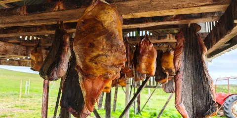 Bjarnarhofn Shark Museum