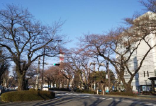 相模原市役所樱花大道景点图片
