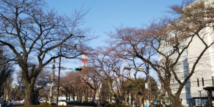 相模原市役所櫻花大道