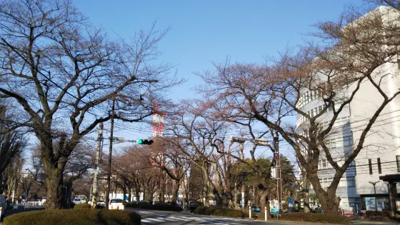 相模原市役所櫻花大道