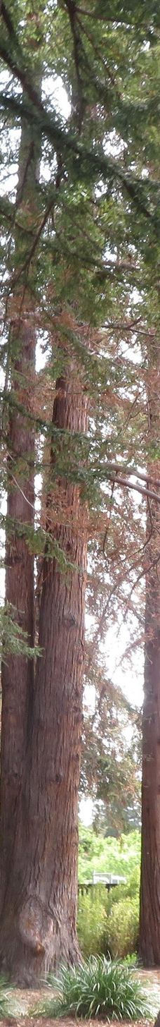 林科纳达公园-帕罗奥图