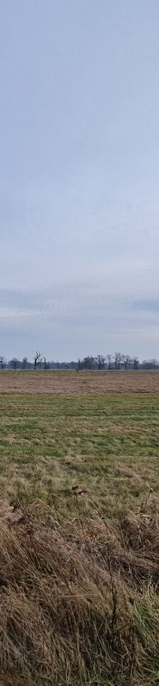 Rogalin Landscape Park-伯灵顿