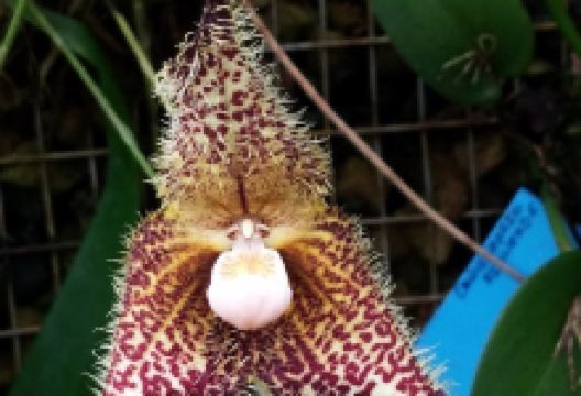 Orquideario Rio Verde景点图片