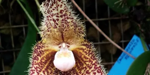 Orquideario Rio Verde