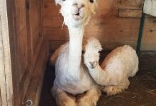 Carrageen Suri Alpacas景点图片
