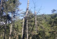 ovacık milli parkı景点图片