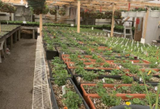 Windmill Garden Centre购物图片