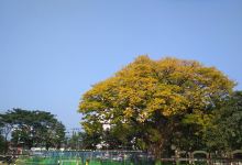 Dispur Janata Bhawan Playground景点图片