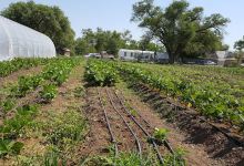 Sanchez Farm Open Space景点图片