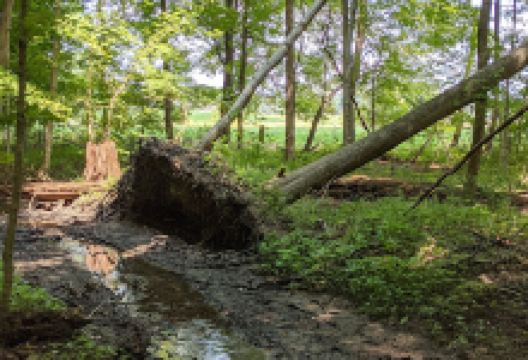 Mercy Community Nature Preserve景点图片