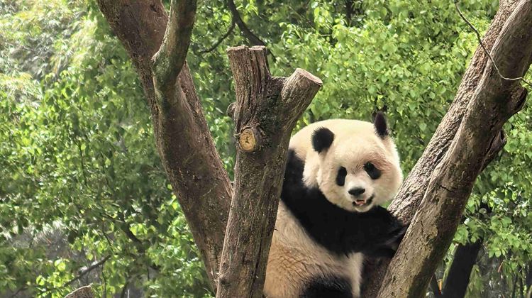 4D3N · Group Tours · In-Depth City Discovery Tour of Chongqing: Chongqing+ Zoo + Two River Night Cruise+ Yangtze River Cableway + Hongya Cave 