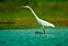 Kondakarla Bird Sanctuary景点图片