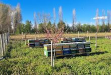 Il Parco della Vita景点图片