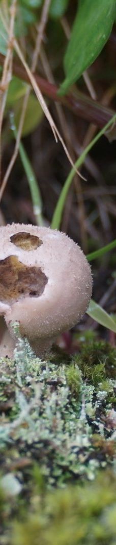 恩赐箱根公园-箱根