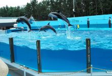新泻市水族馆景点图片