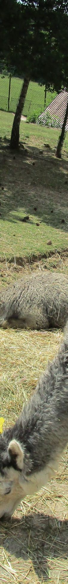 Zoo Kosice-科希策1区