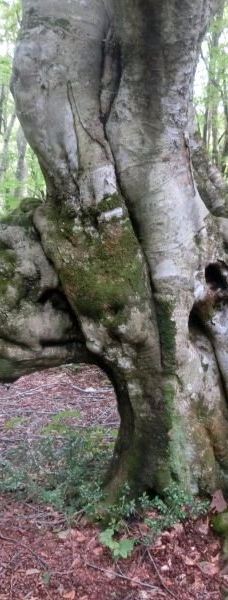 Nakajimadai Shishigahana Marsh-仁贺保市