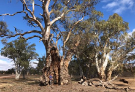 Flinders Ranges National Park景点图片