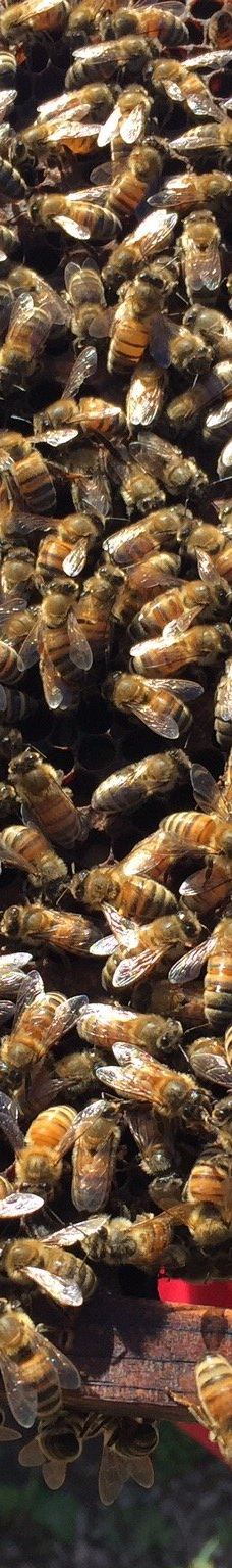 Big Island Bees-Honaunau-Napoopoo