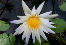 Garden Ponds Kauai景点图片