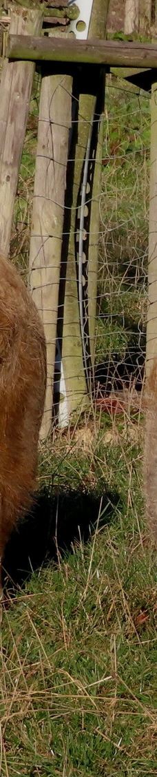 Tiergehege Waldhaus-莫尔斯多夫-泰希沃尔夫拉姆斯多夫