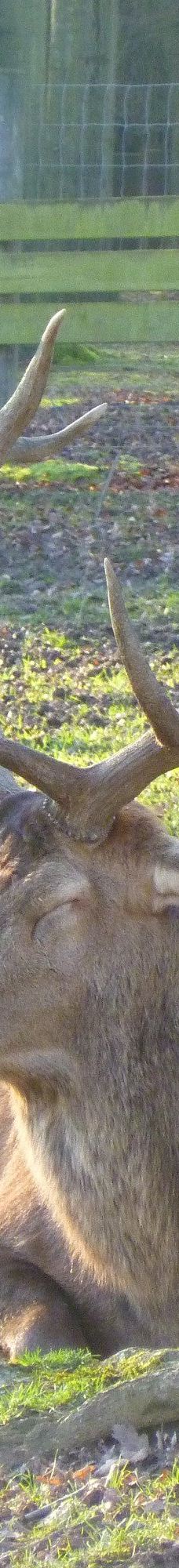 Tiergehege Waldhaus-莫尔斯多夫-泰希沃尔夫拉姆斯多夫